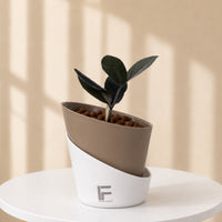 ZZ Black | zamioculcas zamiifolia | Curve Soil free Self watering Pot