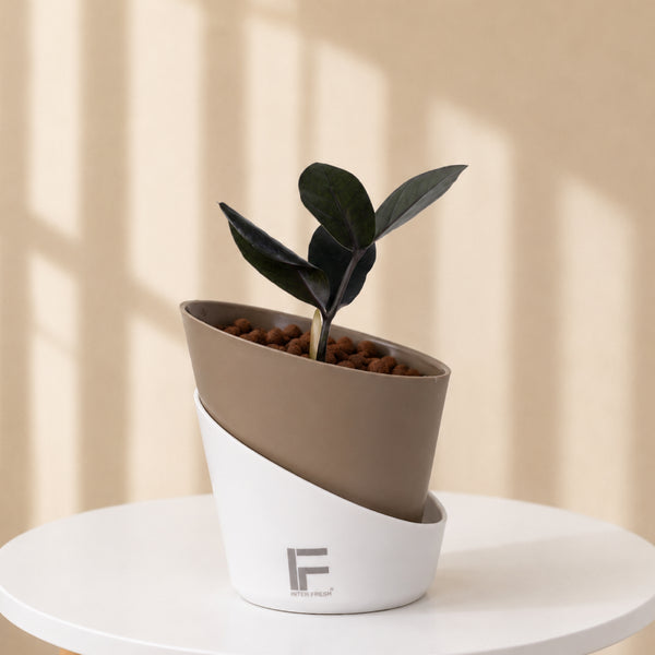 ZZ Black | zamioculcas zamiifolia | Curve Soil free Self watering Pot