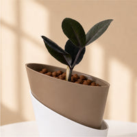 ZZ Black | zamioculcas zamiifolia | Curve Soil free Self watering Pot
