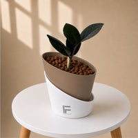 ZZ Black | zamioculcas zamiifolia | Curve Soil free Self watering Pot