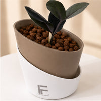 ZZ Black | zamioculcas zamiifolia | Curve Soil free Self watering Pot