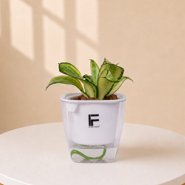 Sansevieria | Snake Plants | Mini Aquarium Soil free Self watering Pot