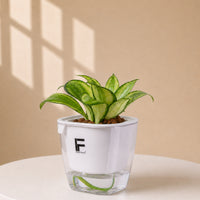 Sansevieria | Snake Plants | Mini Aquarium Soil free Self watering Pot