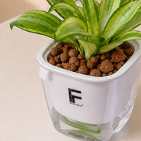 Sansevieria | Snake Plants | Mini Aquarium Soil free Self watering Pot