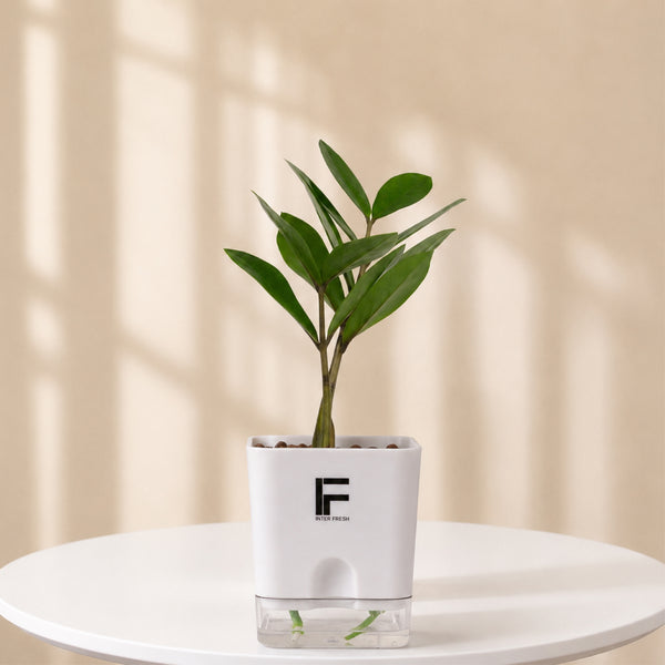 ZZ green | Zamioculcas Zamiifolio | Square Soil free Self waering Pot