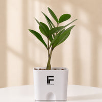 ZZ green | Zamioculcas Zamiifolio | Square Soil free Self waering Pot