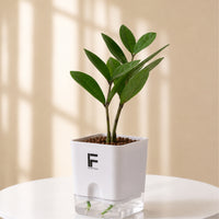 ZZ green | Zamioculcas Zamiifolio | Square Soil free Self waering Pot