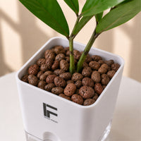 ZZ green | Zamioculcas Zamiifolio | Square Soil free Self waering Pot