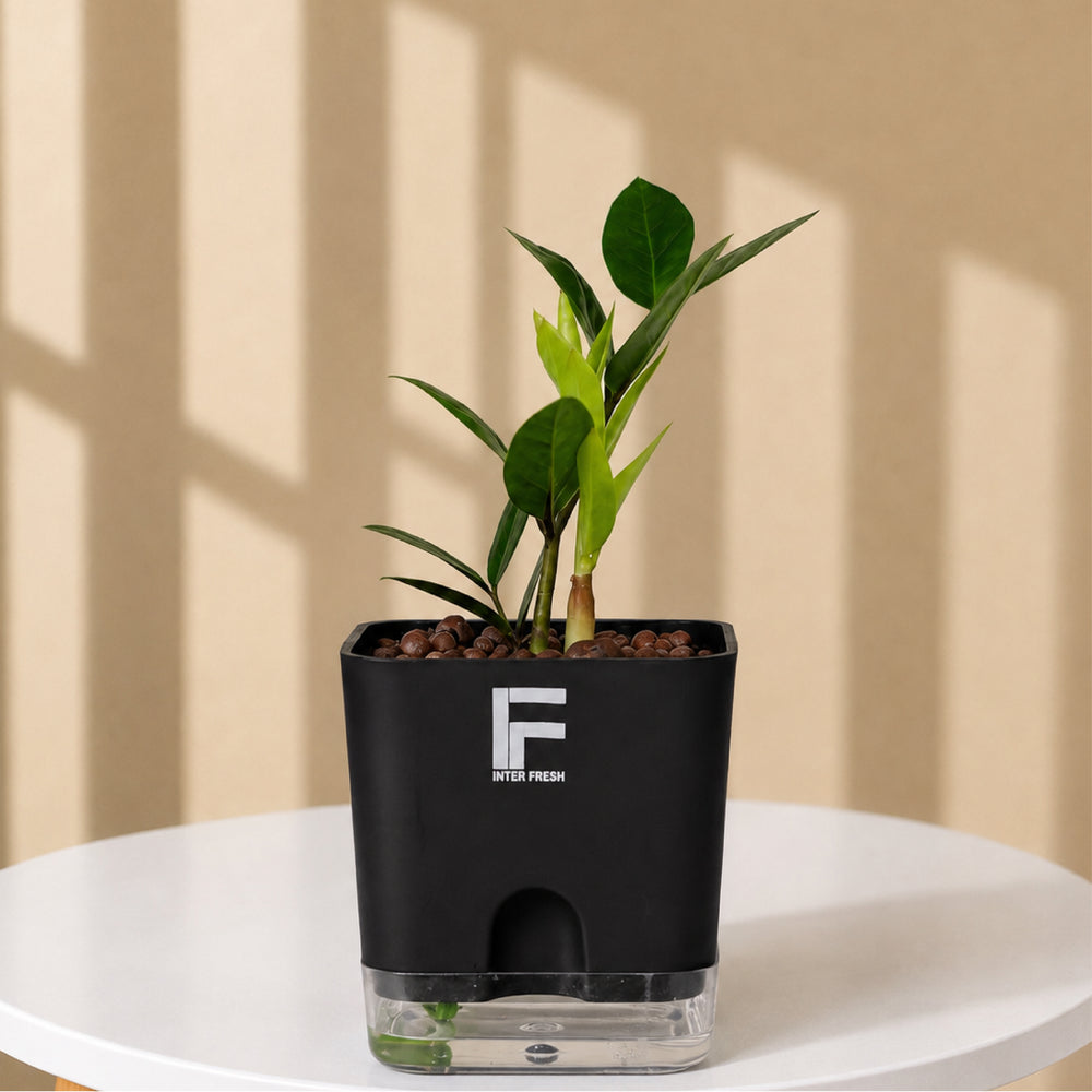 ZZ Plant Green | Zamioculcas Zamiifolia |Black  Square Soil-free Self watering Pot