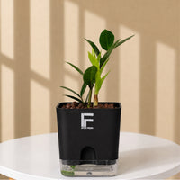 ZZ Plant Green | Zamioculcas Zamiifolia |Black  Square Soil-free Self watering Pot