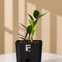 ZZ Plant Green | Zamioculcas Zamiifolia |Black  Square Soil-free Self watering Pot