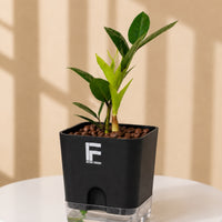 ZZ Plant Green | Zamioculcas Zamiifolia |Black  Square Soil-free Self watering Pot