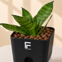 Snake Plant Green | Sansevieria Trifasciata | Square Soil-free Self watering Pot