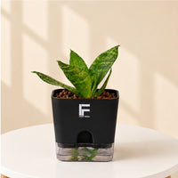 Snake Plant Green | Sansevieria Trifasciata | Square Soil-free Self watering Pot