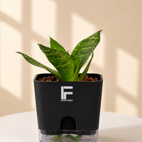 Snake Plant Green | Sansevieria Trifasciata | Square Soil-free Self watering Pot