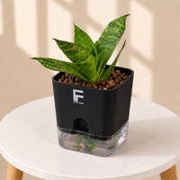 Snake Plant Green | Sansevieria Trifasciata | Square Soil-free Self watering Pot