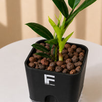 ZZ Plant Green | Zamioculcas Zamiifolia |Black  Square Soil-free Self watering Pot