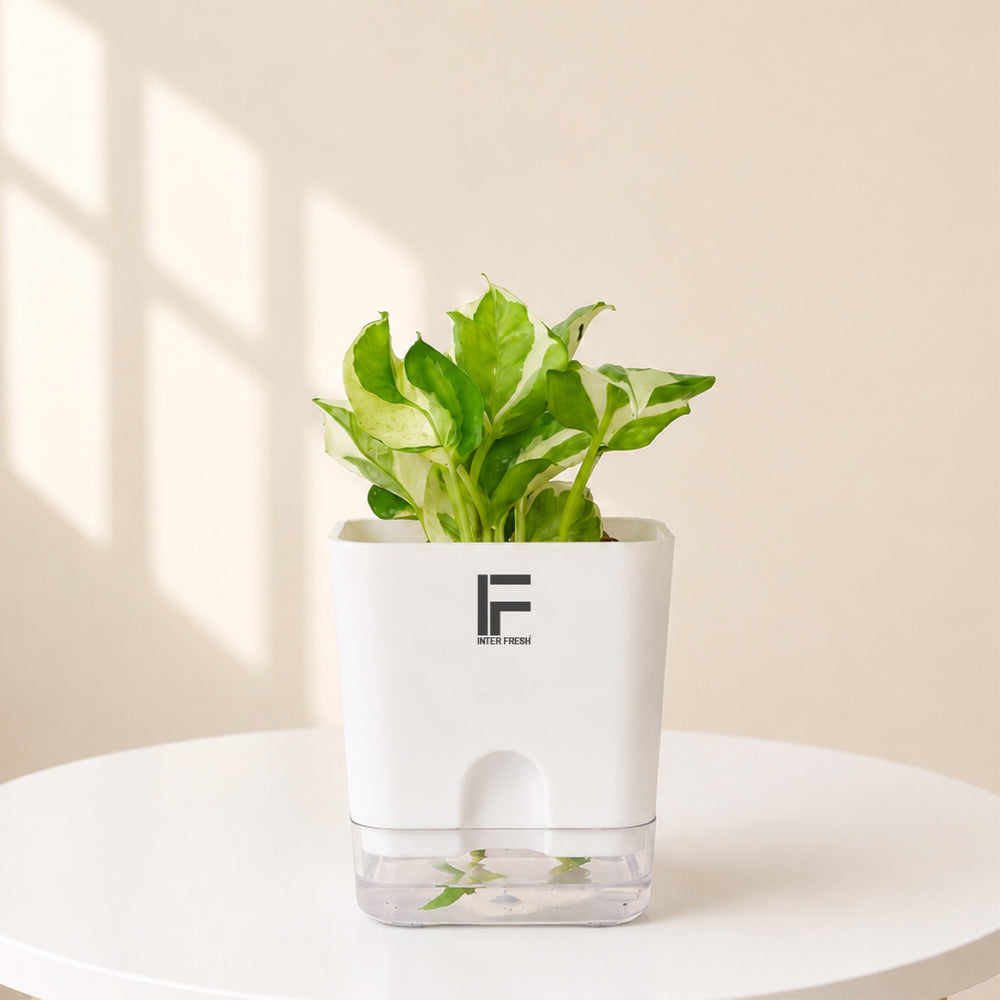 Money Plant N'Joy | Epipremnum Aureum | Square Soil-free Self watering Pot