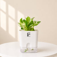 Money Plant N'Joy | Epipremnum Aureum | Square Soil-free Self watering Pot