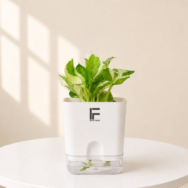 Money Plant N'Joy | Epipremnum Aureum | Square Soil-free Self watering Pot