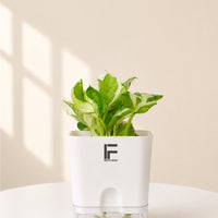 Money Plant N'Joy | Epipremnum Aureum | Square Soil-free Self watering Pot