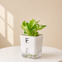 Money Plant N'Joy | Epipremnum Aureum | Square Soil-free Self watering Pot