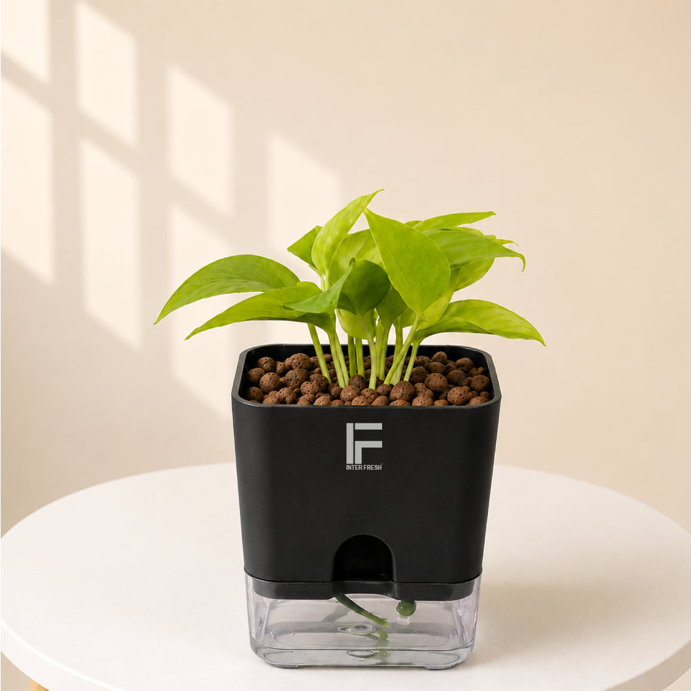 NEON | Pothos | moneyplant
