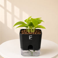 NEON | Pothos | moneyplant