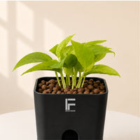 NEON | Pothos | moneyplant