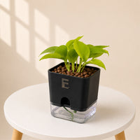 NEON | Pothos | moneyplant