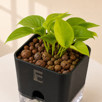 NEON | Pothos | moneyplant