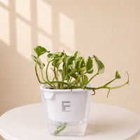 N'joy Pothos | Money plant