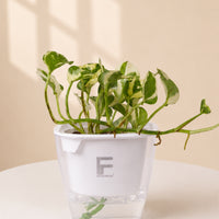N'joy Pothos | Money plant