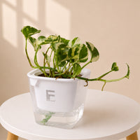 N'joy Pothos | Money plant