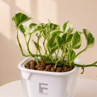 N'joy Pothos | Money plant