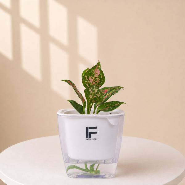 Pink Dalmation | Agloanema | Medium Aquarium Soil free Self watering Pot