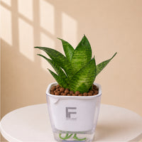 Sansevieria | Snack Plant | Square Soil free Self watering Pot