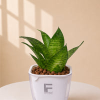 Sansevieria | Snack Plant | Square Soil free Self watering Pot