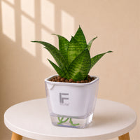 Sansevieria | Snack Plant | Square Soil free Self watering Pot