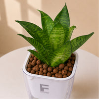 Sansevieria | Snack Plant | Square Soil free Self watering Pot