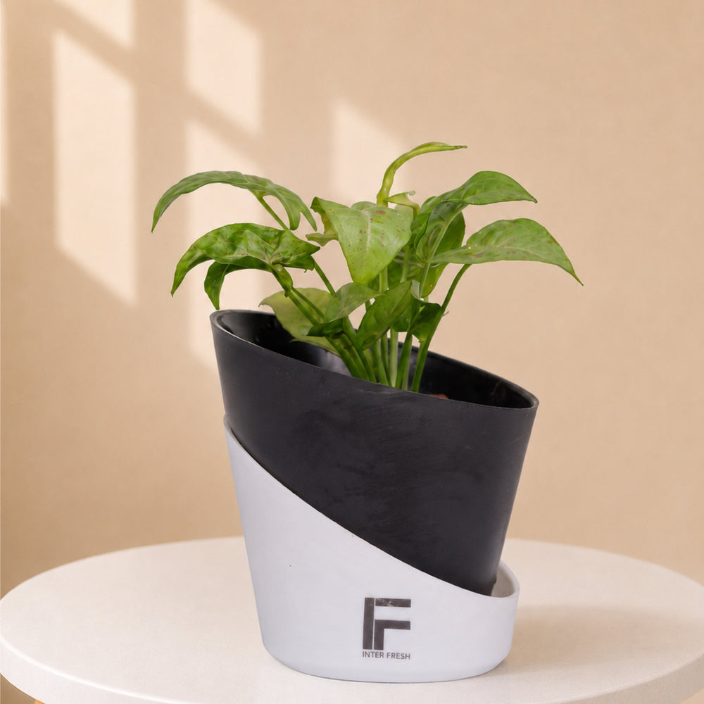 Syngonium Podophyllum | Arrowhead Plant | Curved Soil-free Self watering Pot