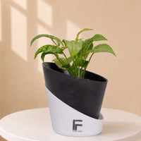 Syngonium Podophyllum | Arrowhead Plant | Curved Soil-free Self watering Pot