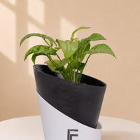 Syngonium Podophyllum | Arrowhead Plant | Curved Soil-free Self watering Pot