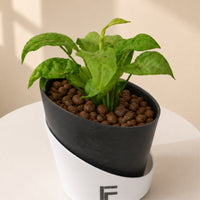Syngonium Podophyllum | Arrowhead Plant | Curved Soil-free Self watering Pot