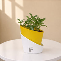 Fittonia | mosaic plant | Curve Soil free Self Watering Pot