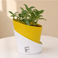 Fittonia | mosaic plant | Curve Soil free Self Watering Pot