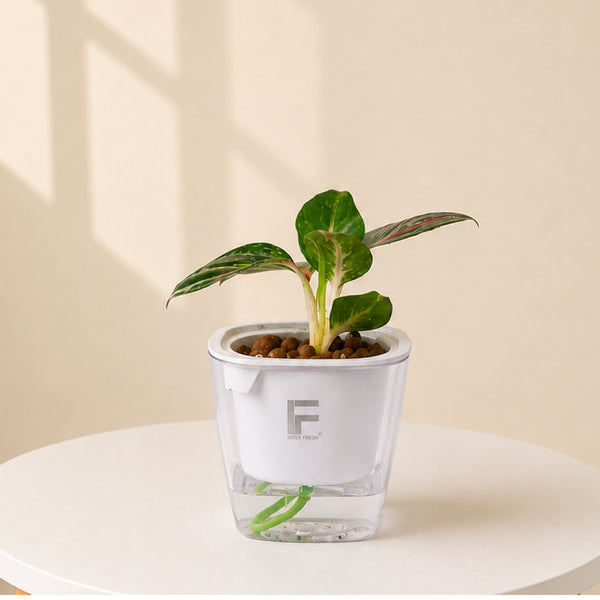 Aglaonema Sparkling Sarah | Chinese Evergreen | Square Soil-free Self watering Pot