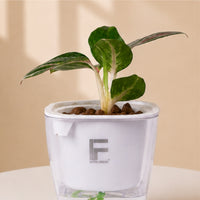 Aglaonema Sparkling Sarah | Chinese Evergreen | Square Soil-free Self watering Pot