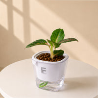 Aglaonema Sparkling Sarah | Chinese Evergreen | Square Soil-free Self watering Pot