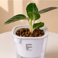 Aglaonema Sparkling Sarah | Chinese Evergreen | Square Soil-free Self watering Pot